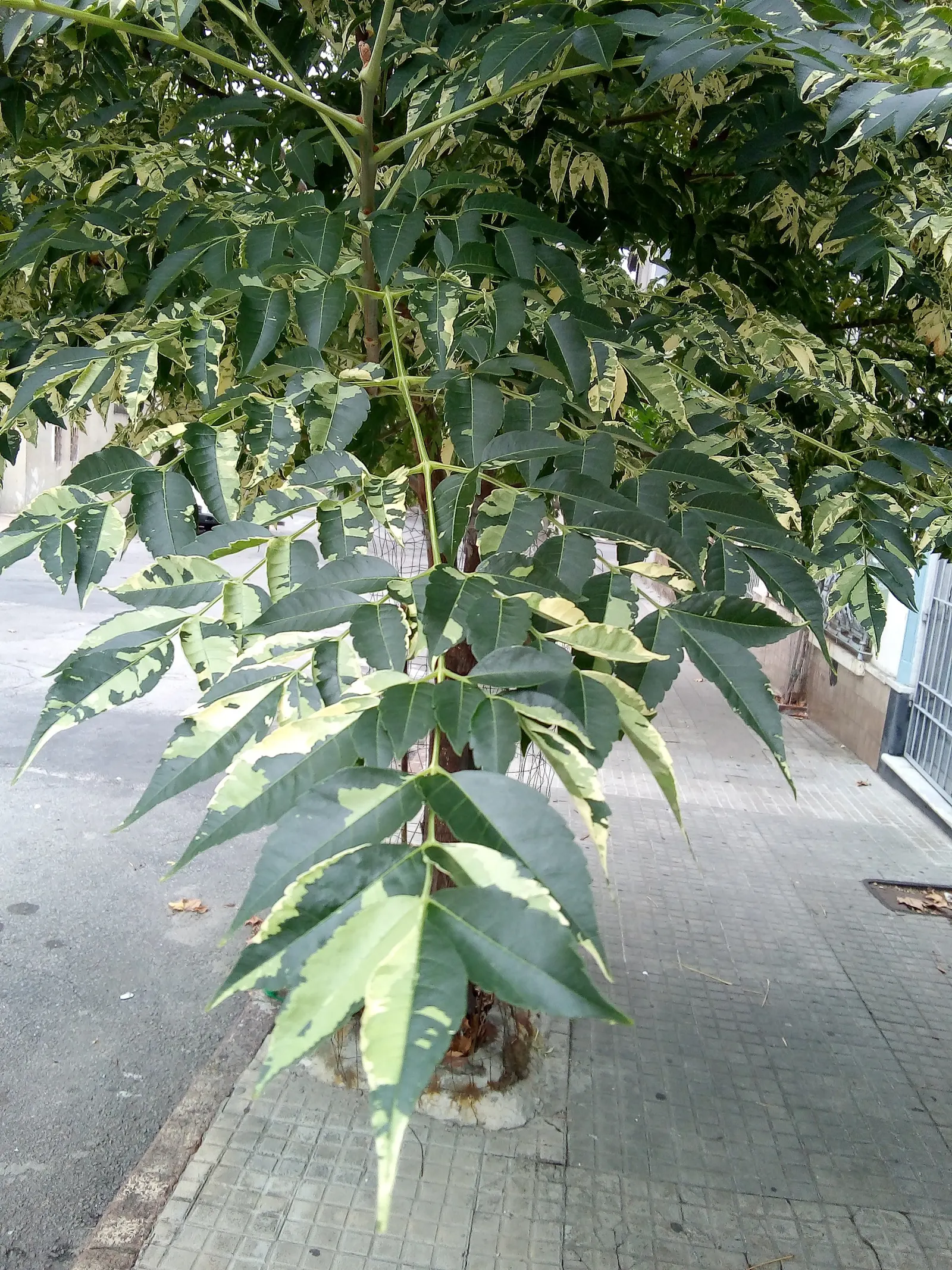 Chinaberry (Melia Azedarach) — With its alluring aesthetics