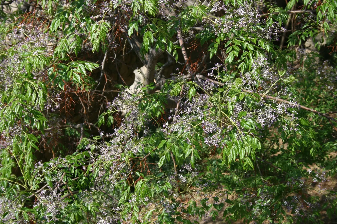 Chinaberry (Melia Azedarach) — with a spread of about the same; following the floral display, the Chinaberry produces distinctive yellow or amber-colored drupes