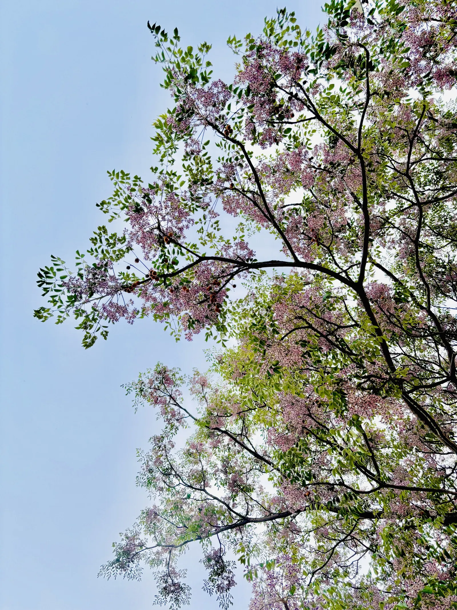 Chinaberry (Melia Azedarach) — tree for full or half; regular pruning may be necessary to maintain a desired form and manage its somewhat brittle, image 72