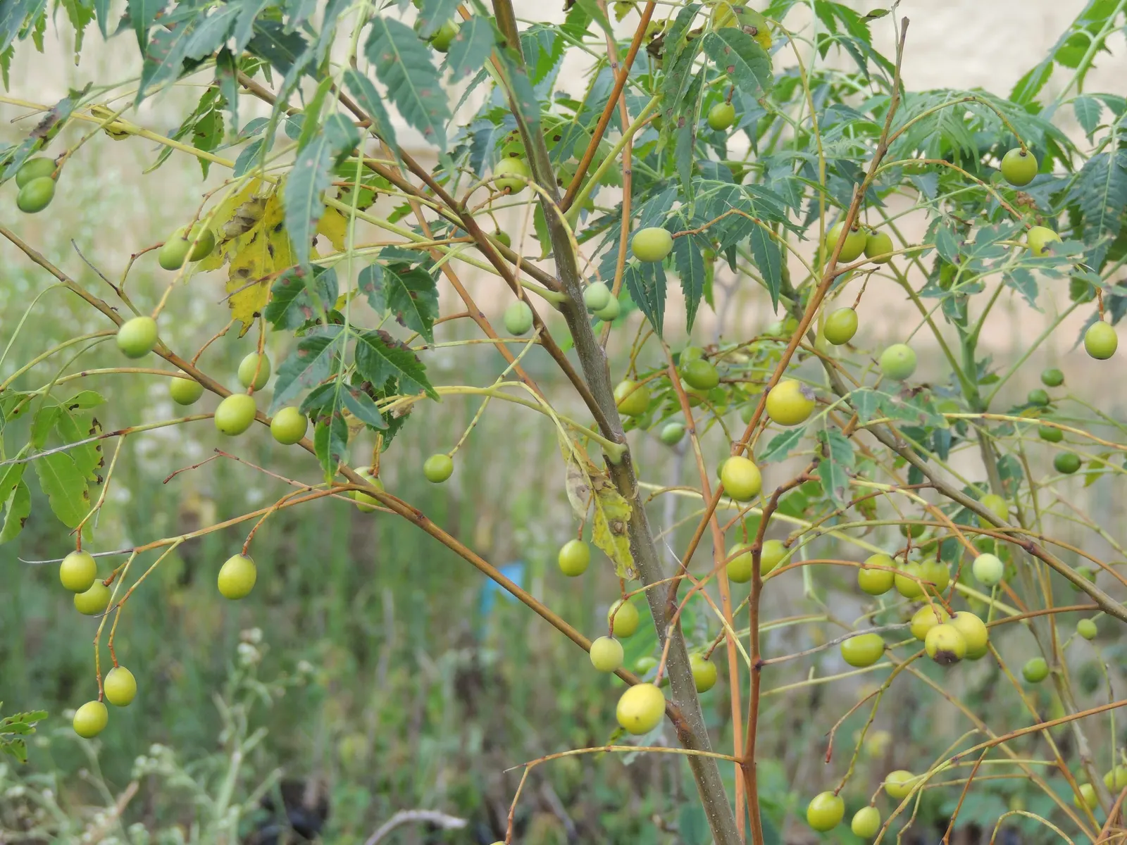 Chinaberry (Melia Azedarach) — Preferring full sun, it thrives in zones 7-11; although it exhibits considerable drought tolerance once established, image 75