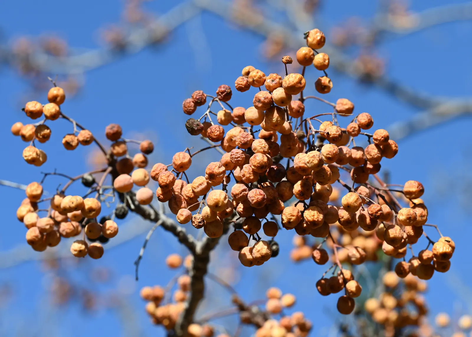 Chinaberry (Melia Azedarach) — Melia azedarach prospers in full sun to partial shade; scientifically known as Melia azedarach, image 63