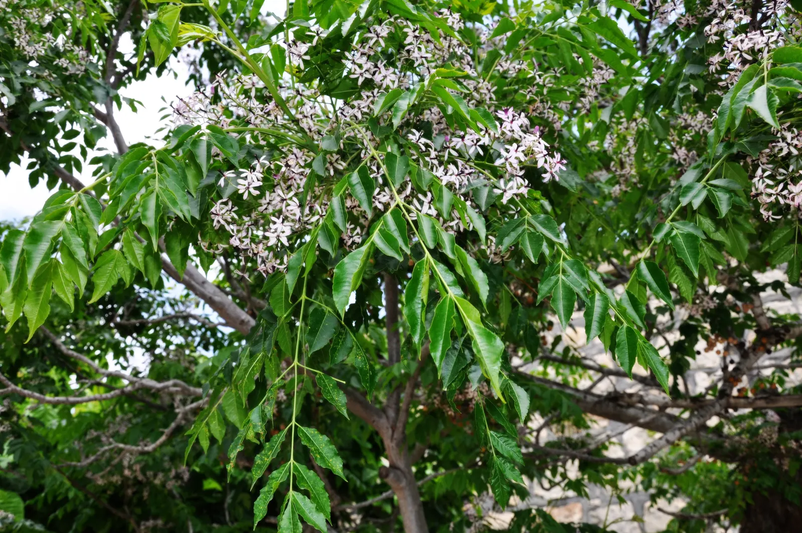 Chinaberry (Melia Azedarach) — Caution: parts are toxic if ingested; is a deciduous tree that reaches 30-50 feet in height with a spread of about 20-30 feet