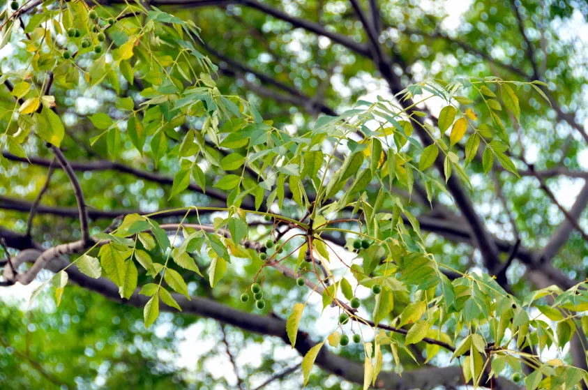 Chinaberry (Melia Azedarach) — the Chinaberry is a captivating choice for a central garden specimen or as part of a mixed border