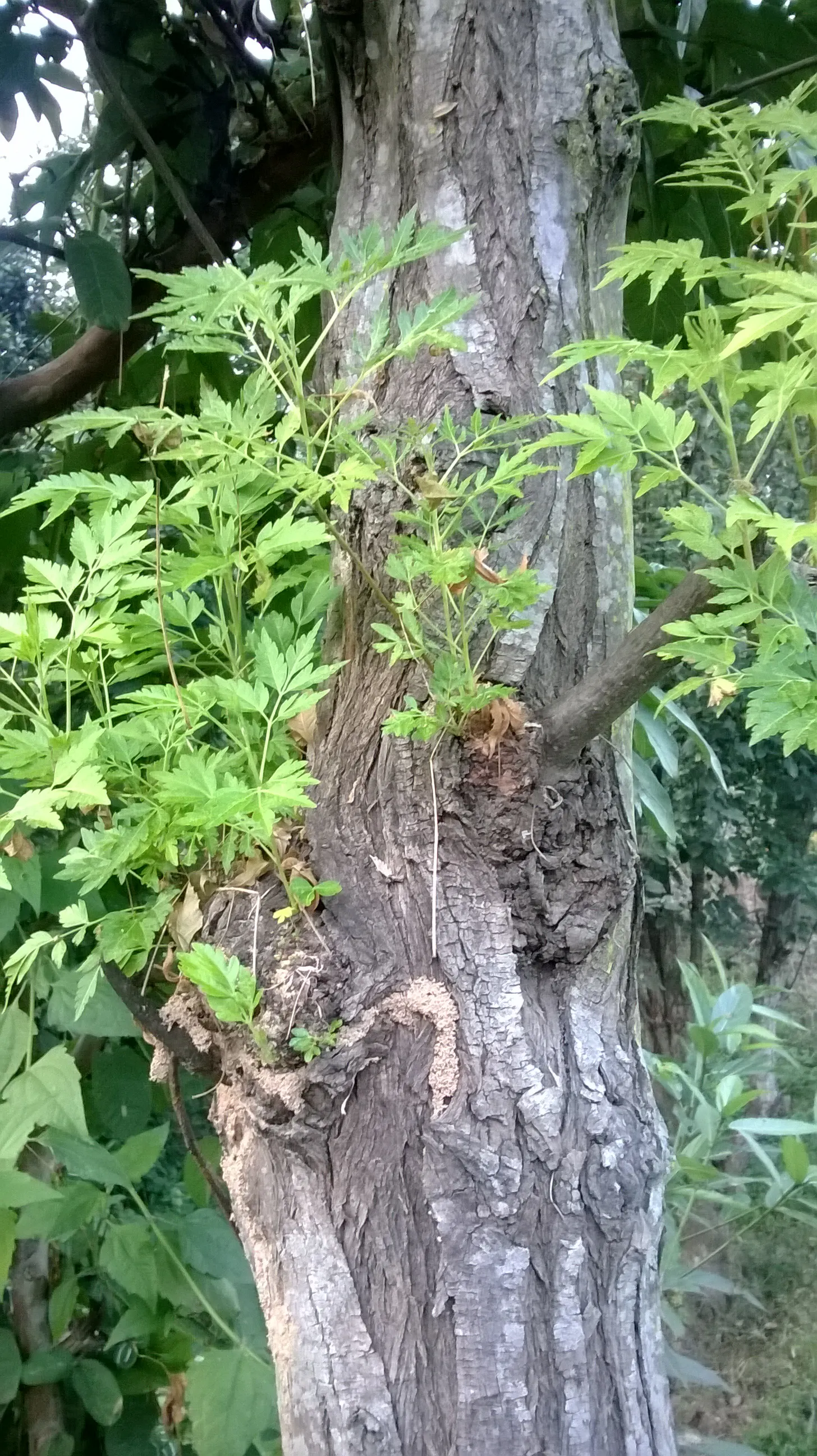 Chinaberry (Melia Azedarach) — deciduous tree renowned for its dense and rounded canopy of lush; with its alluring aesthetics, image 79