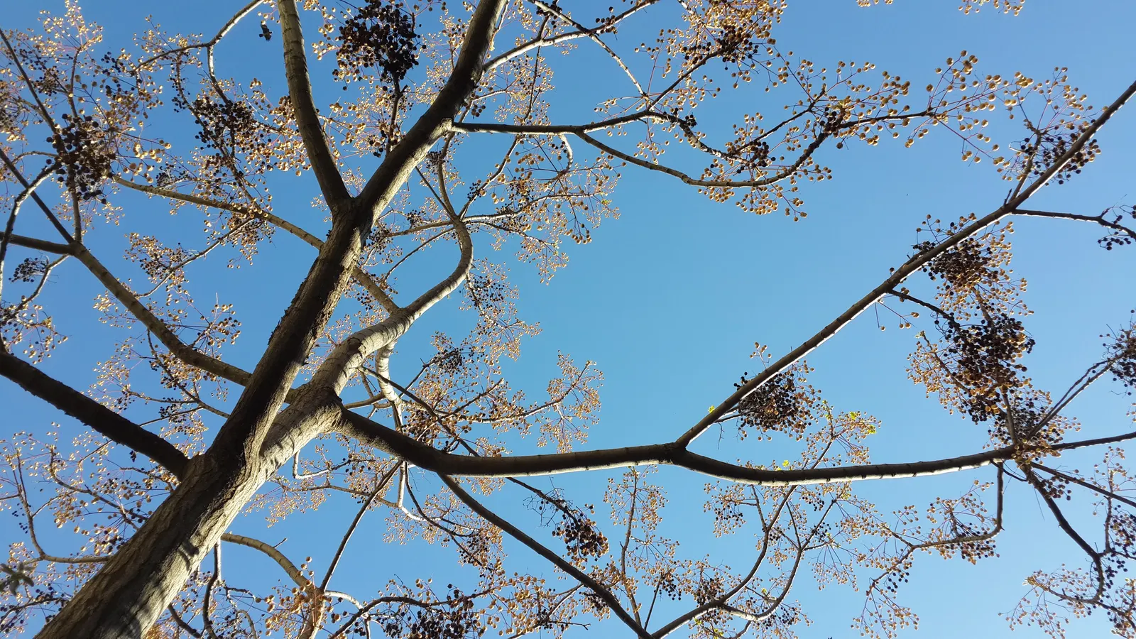 Chinaberry (Melia Azedarach) — Moreover, it's best placed where its fruit will not pose a hazard to children or pets; or sandy soils with moderate, image 68