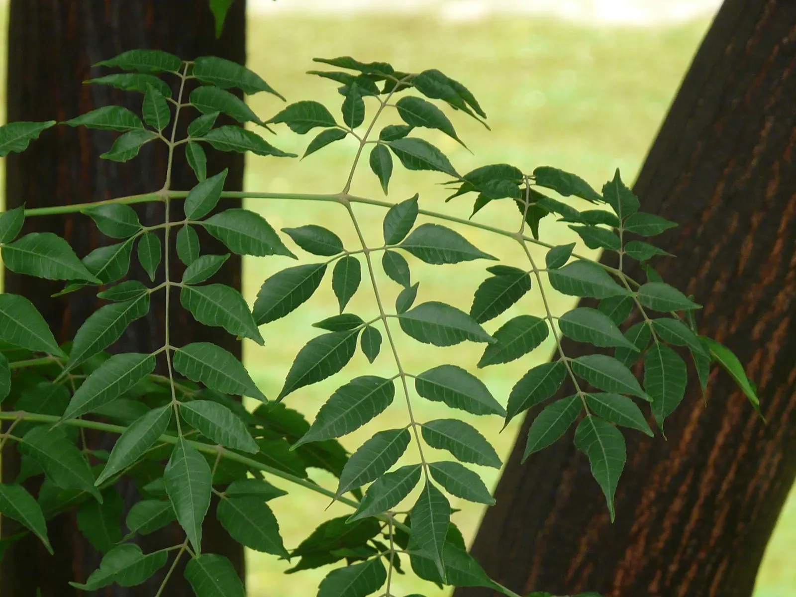Chinaberry (Melia Azedarach) — It boasts fragrant lilac blossoms in spring, followed by yellow, berry-like drupes that persist into winter, image 74