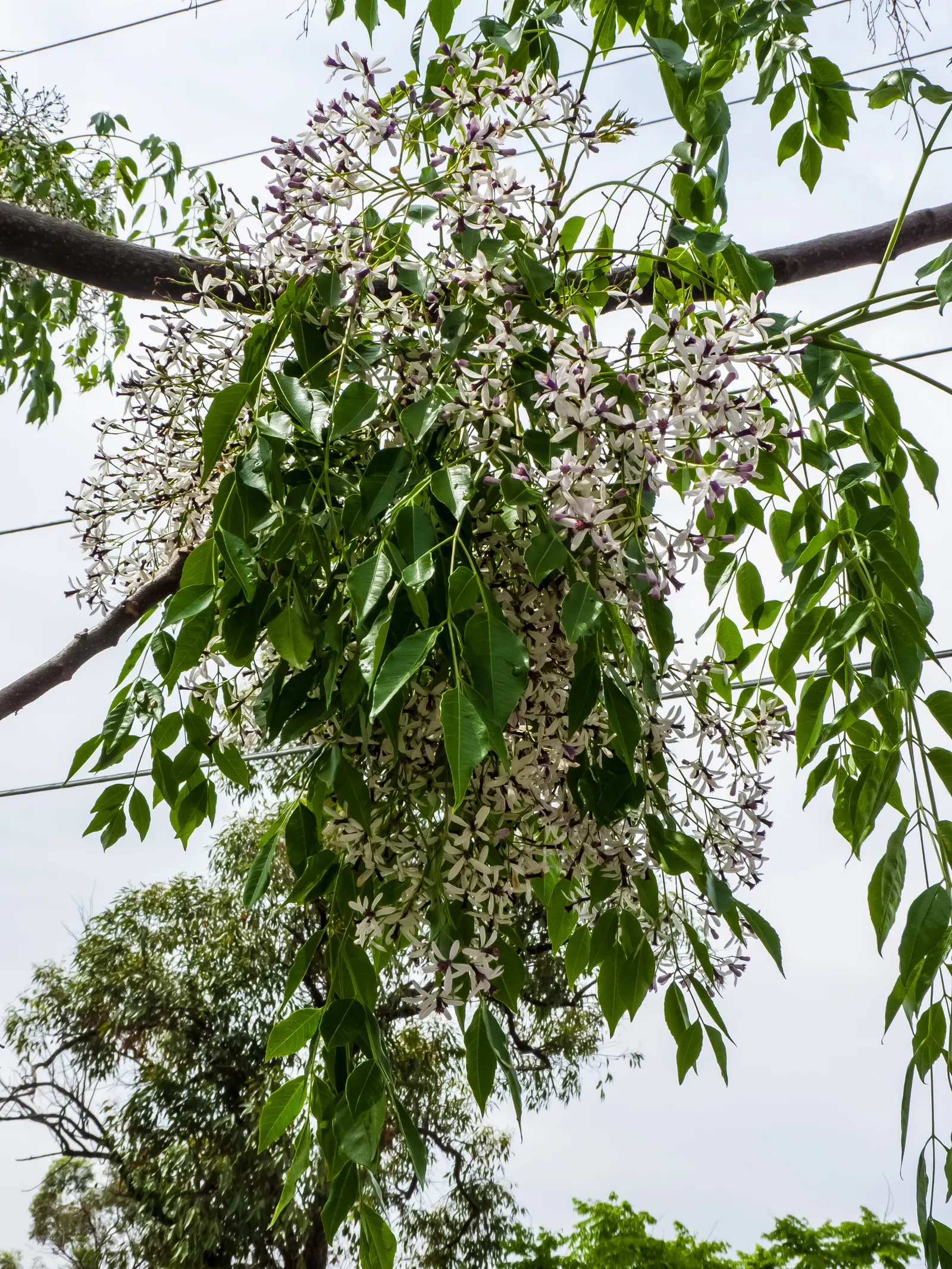 Chinaberry (Melia Azedarach) — although it exhibits considerable drought tolerance once established; preferring full sun, it thrives in zones 7-11, image 66
