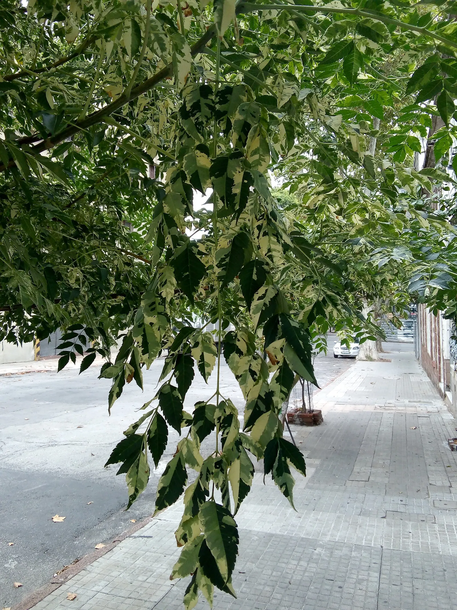 Chinaberry (Melia Azedarach) — although it exhibits considerable drought tolerance once established