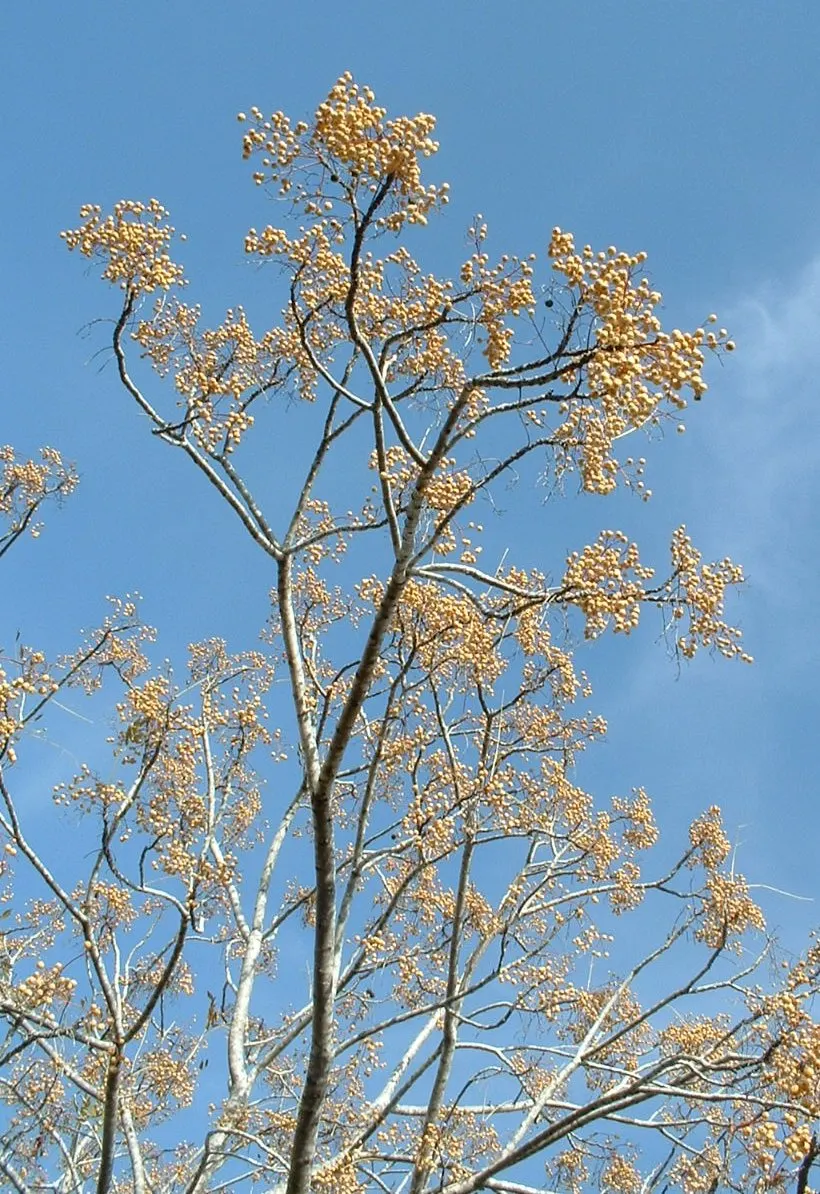 Chinaberry (Melia Azedarach) — It boasts fragrant lilac blossoms in spring, followed by yellow, berry-like drupes that persist into winter