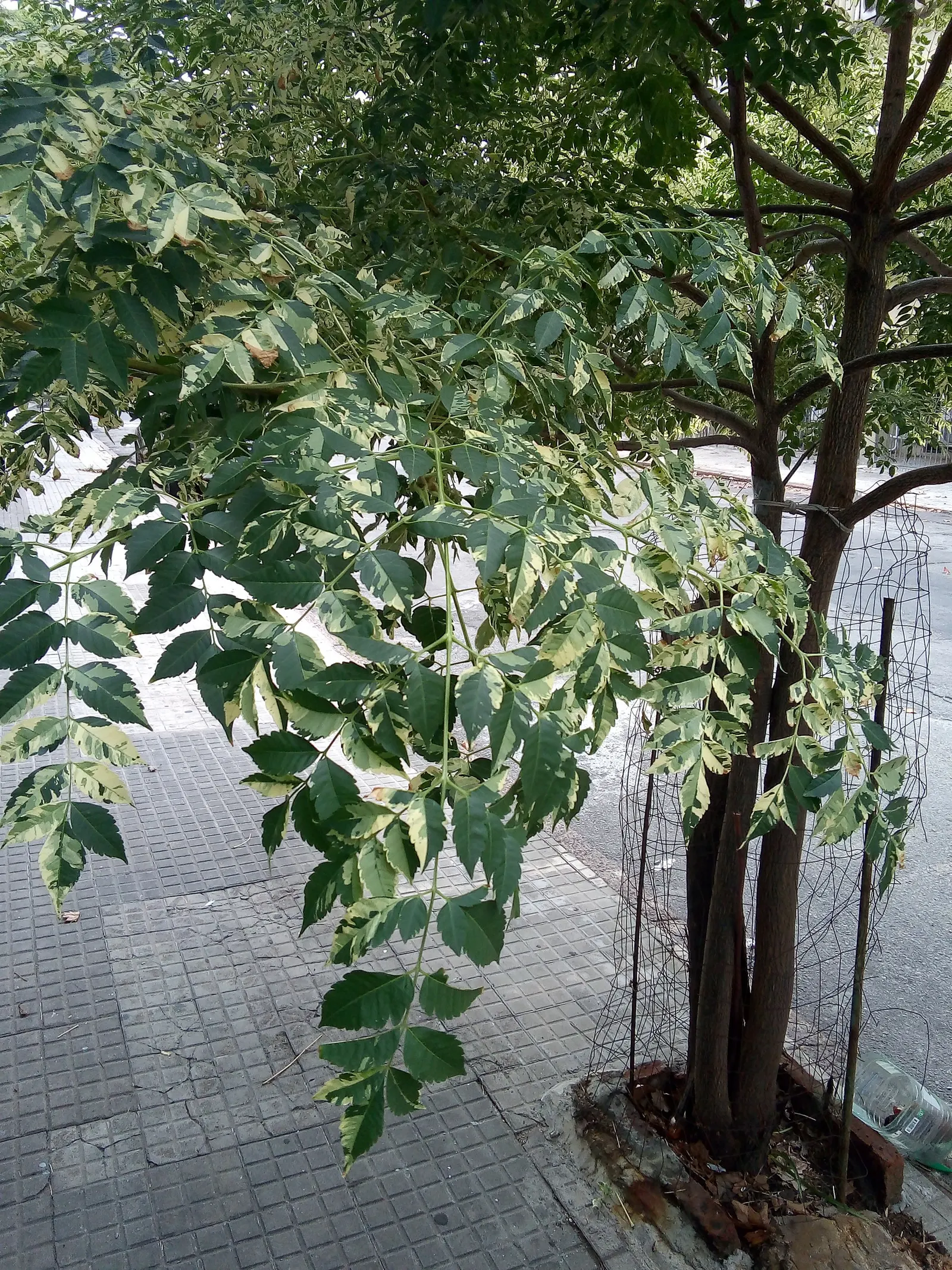 Chinaberry (Melia Azedarach) — or sandy soils with moderate moisture