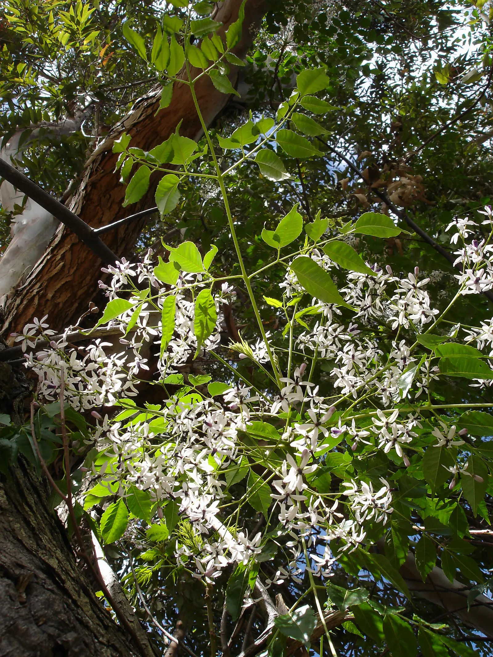 Chinaberry (Melia Azedarach) — attracting a variety of pollinators to the landscape; it boasts fragrant lilac blossoms in spring, followed by yellow