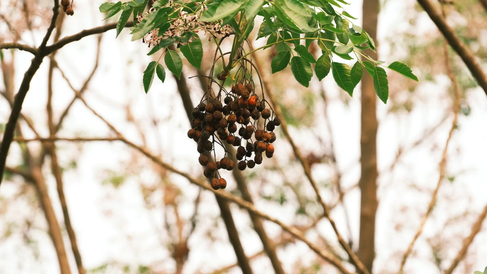 Chinaberry (Melia Azedarach) — While these bead-like berries add visual interest in fall and winter; it favors well-draining loam