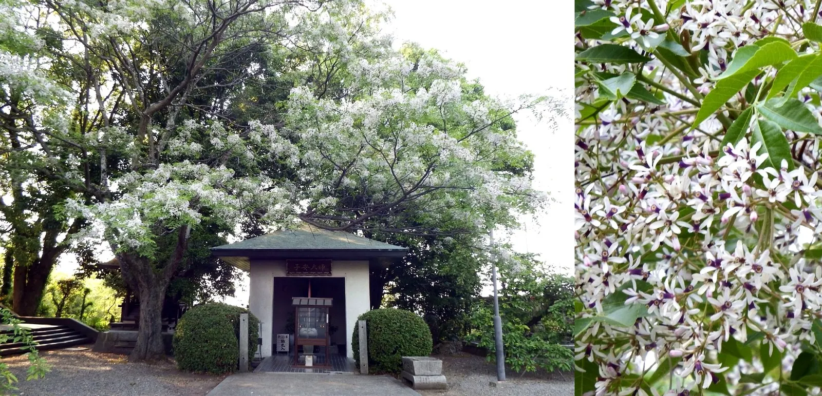 Chinaberry (Melia Azedarach) — scientifically known as Melia azedarach; melia azedarach prospers in full sun to partial shade