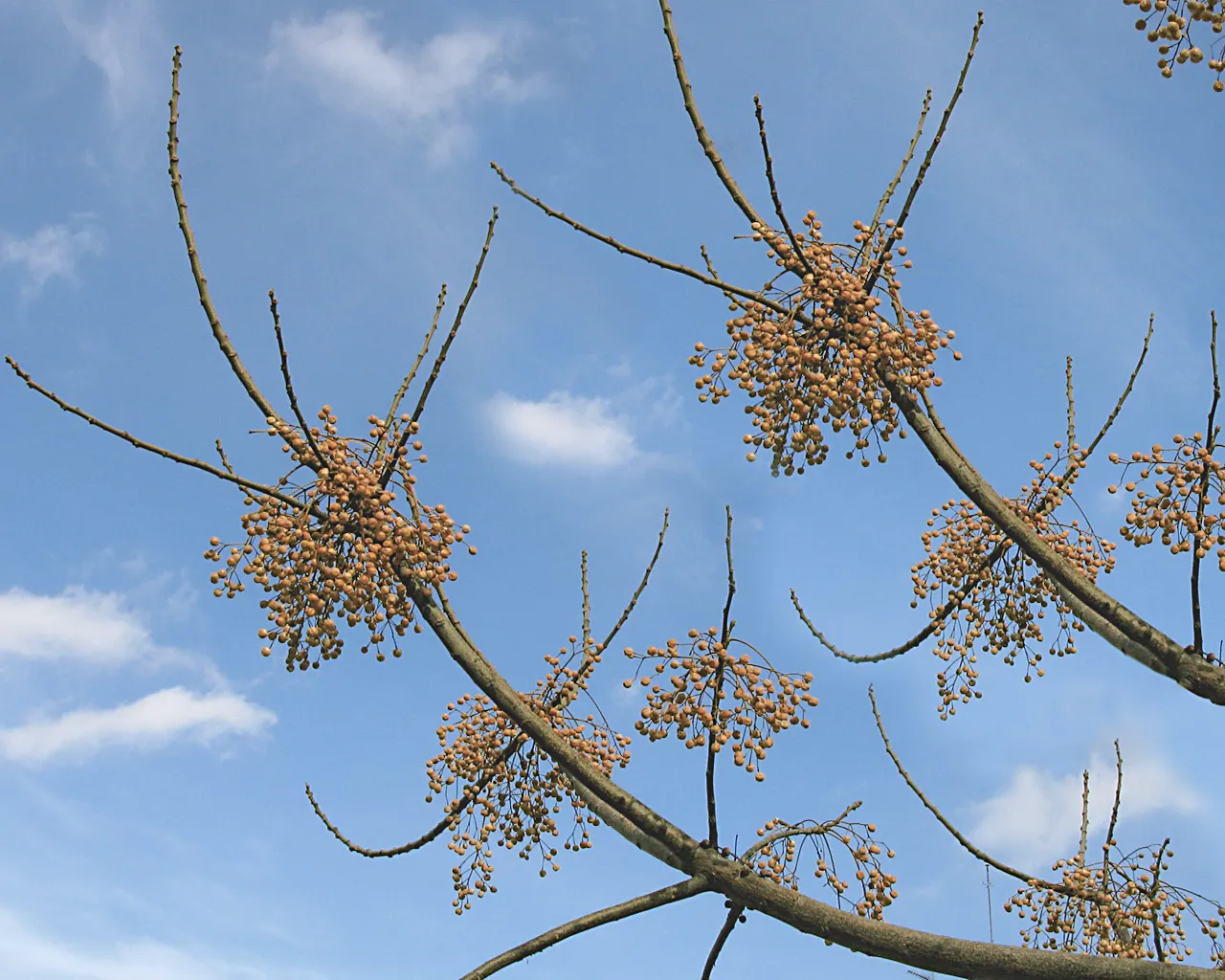 Chinaberry (Melia Azedarach) — or sandy soils with moderate moisture; moreover, it's best placed where its fruit will not pose a hazard to children, image 65