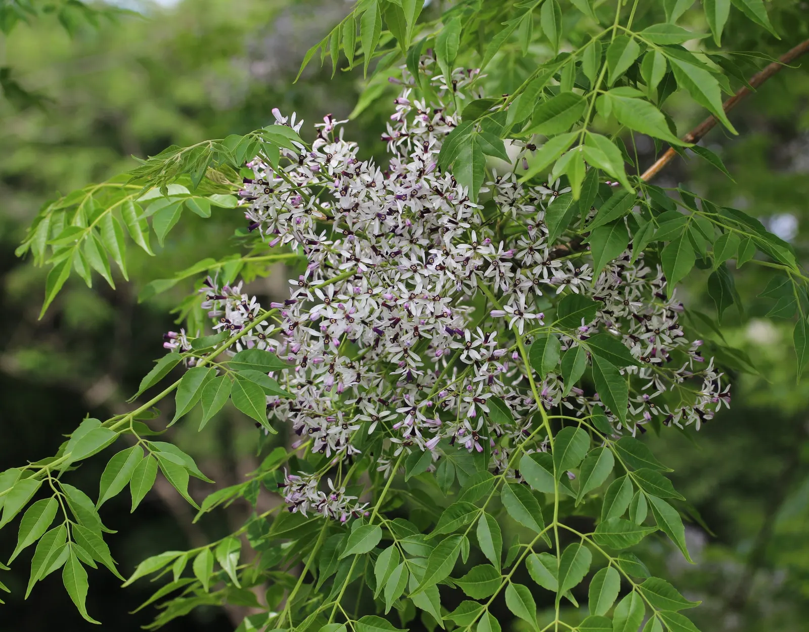 Chinaberry (Melia Azedarach) — With its alluring aesthetics; deciduous tree renowned for its dense and rounded canopy of lush, image 70