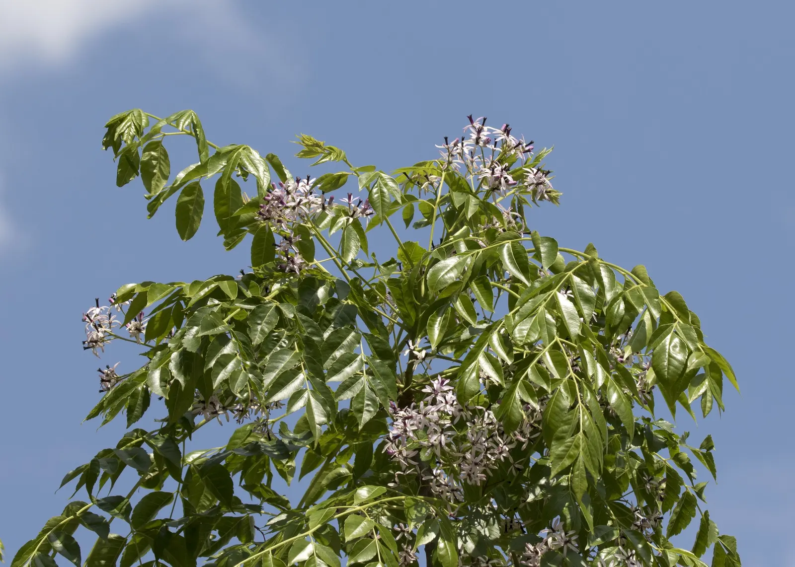 Chinaberry (Melia Azedarach) — Preferring full sun, it thrives in zones 7-11; although it exhibits considerable drought tolerance once established