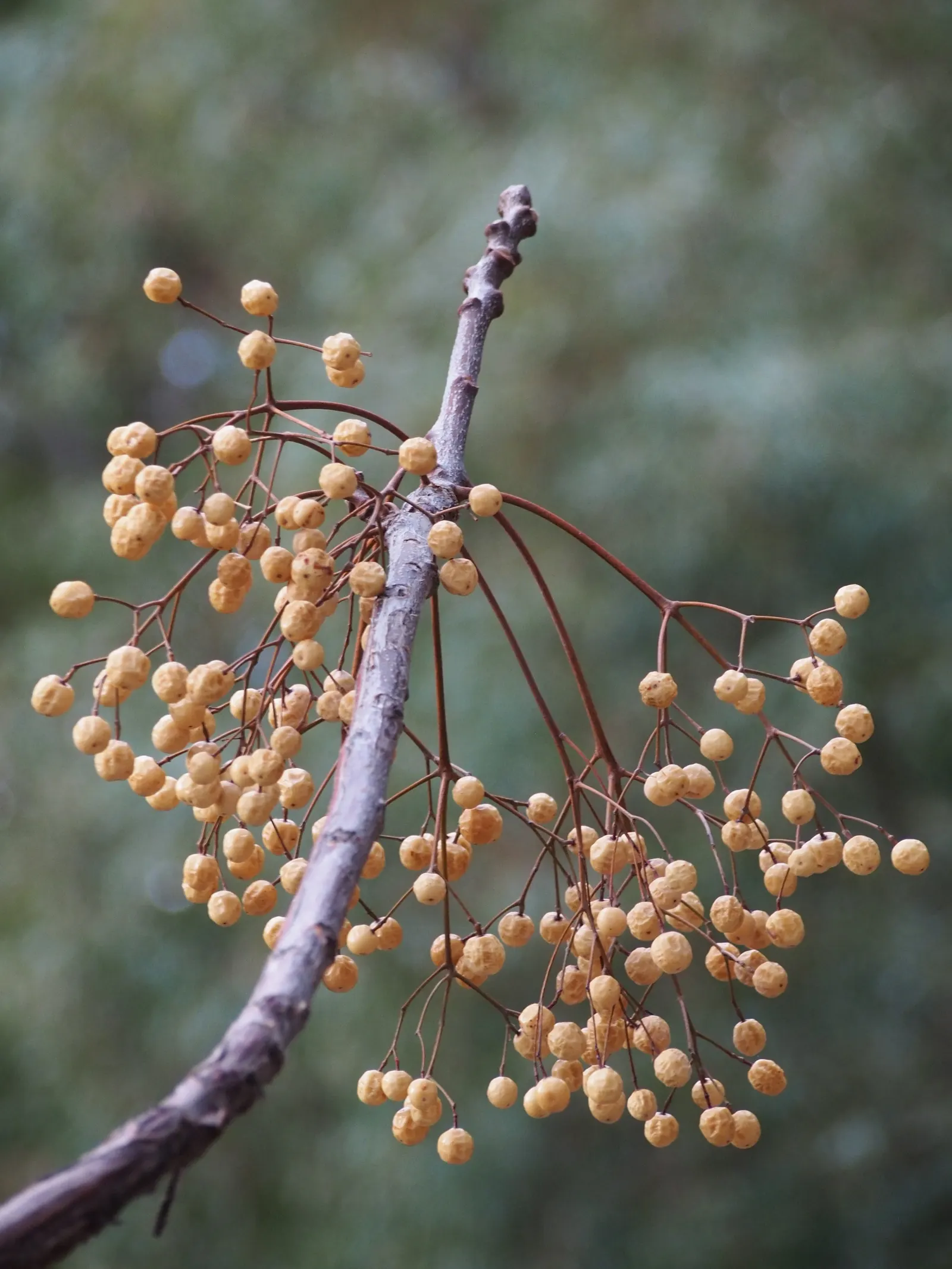 Chinaberry (Melia Azedarach) — the Chinaberry is a captivating choice for a central garden specimen or as part of a mixed border; as they are toxic, image 71