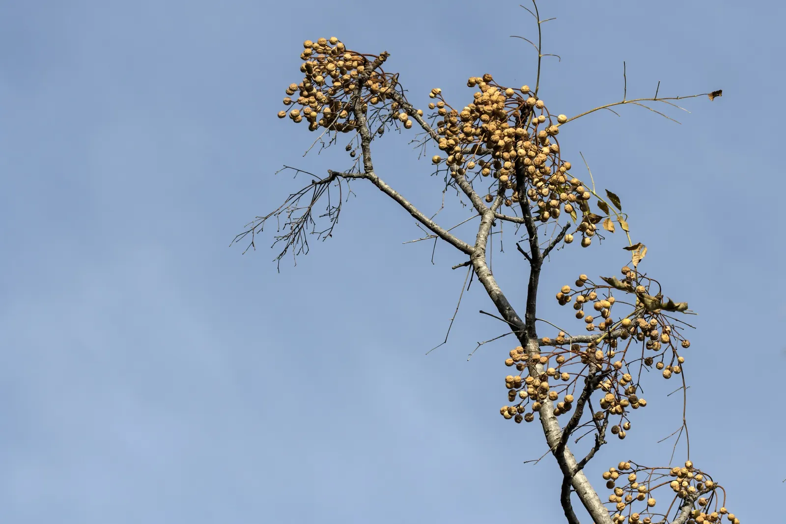 Chinaberry (Melia Azedarach) — Caution: parts are toxic if ingested