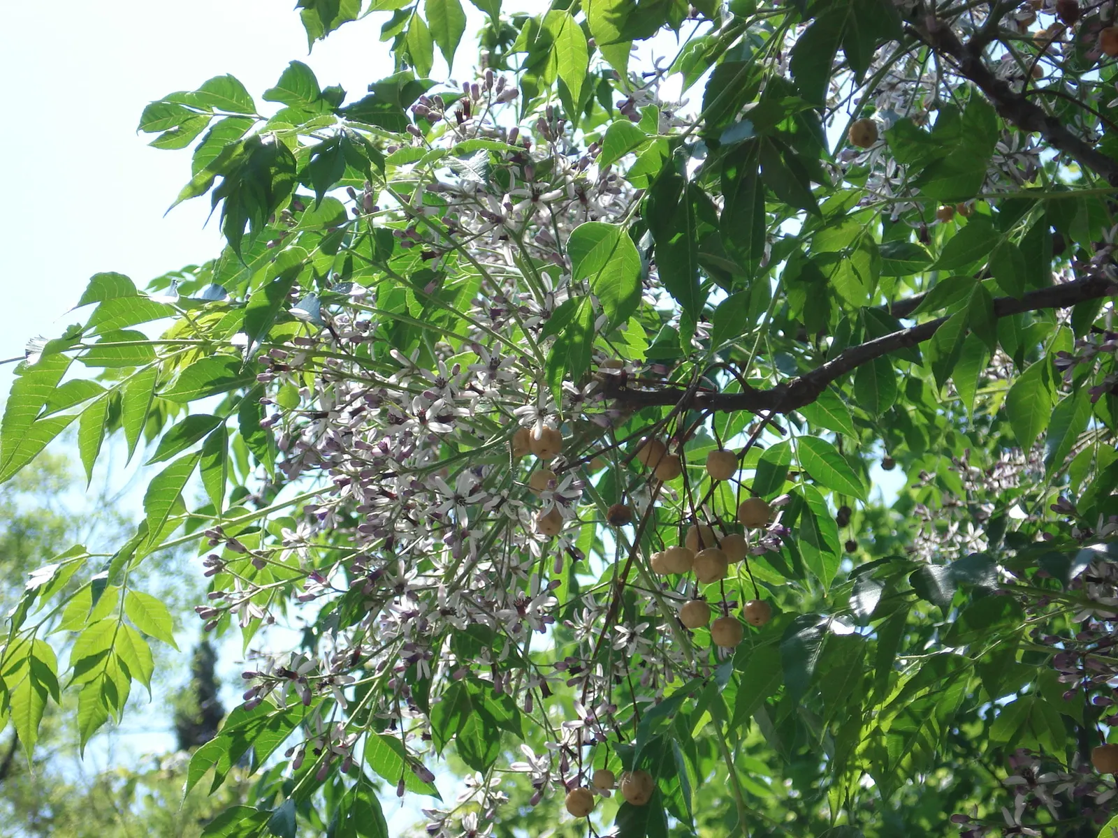 Chinaberry (Melia Azedarach) — Regular pruning may be necessary to maintain a desired form and manage its somewhat brittle branches