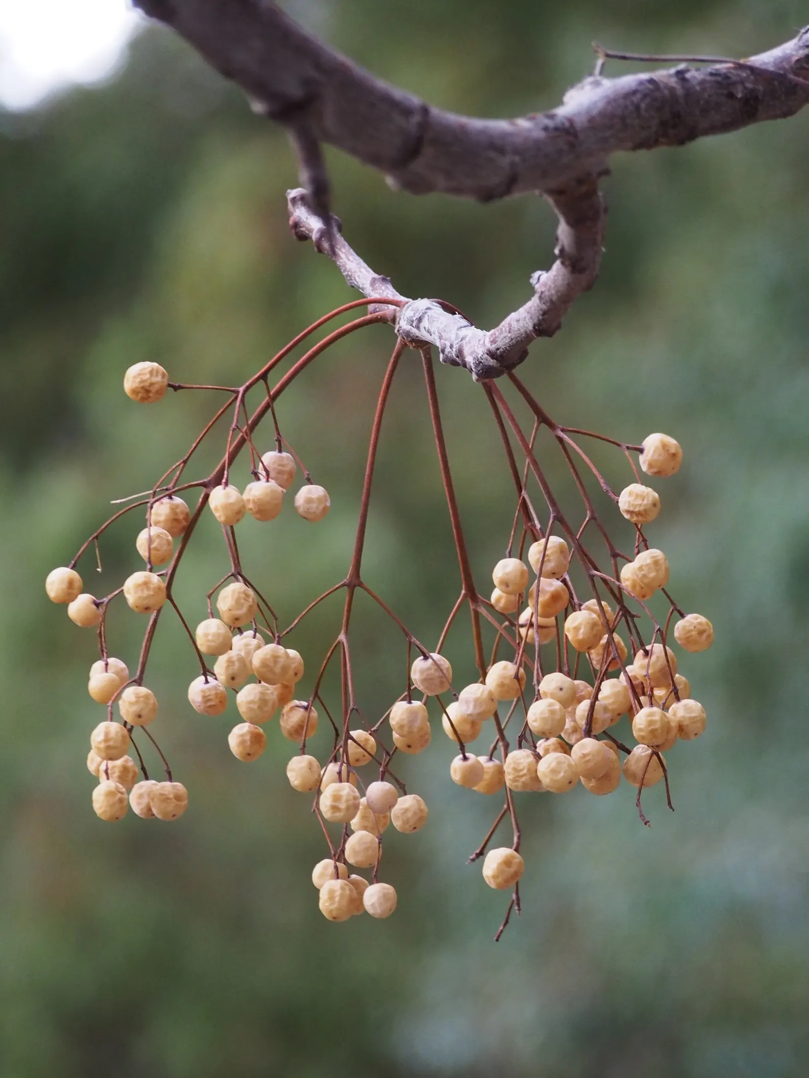 Chinaberry (Melia Azedarach) — is a deciduous tree that reaches 30-50 feet in height with a spread of about 20-30 feet; caution: parts are toxic if, image 73