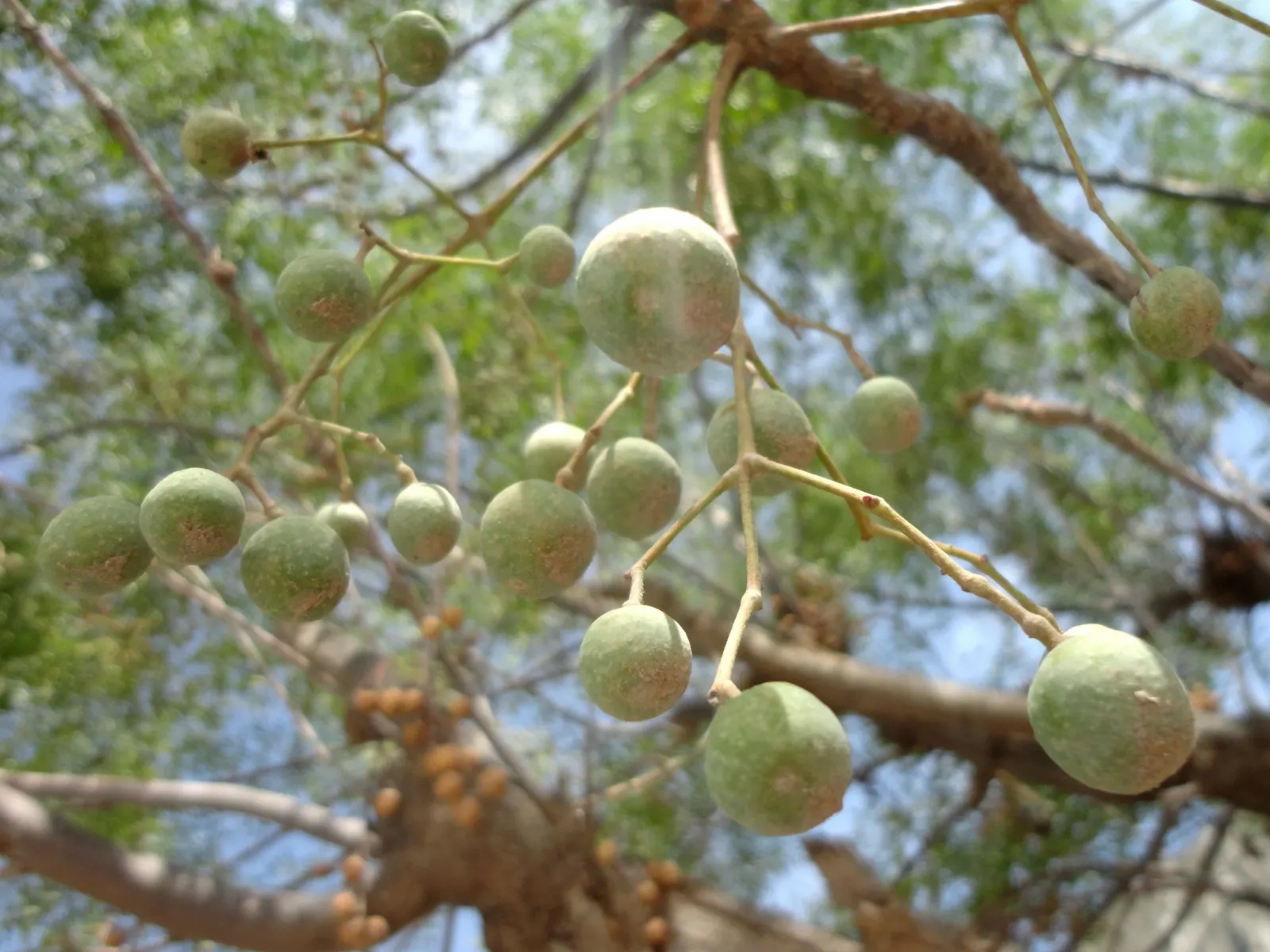 Chinaberry (Melia Azedarach) — consider its rapid growth rate and potential invasiveness in certain regions; fragrant lilac-colored flowers bloom, image 67