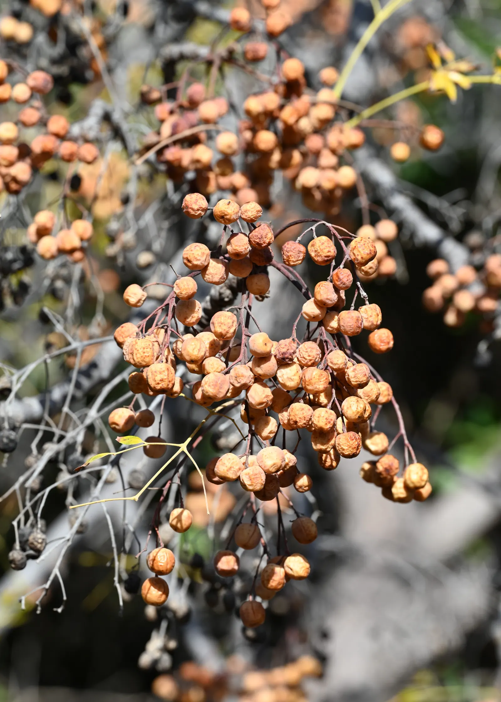 Chinaberry (Melia Azedarach) — as they are toxic to humans and many animals when ingested.<br><br>Adept in USDA hardiness zones 7 through 11; the, image 62