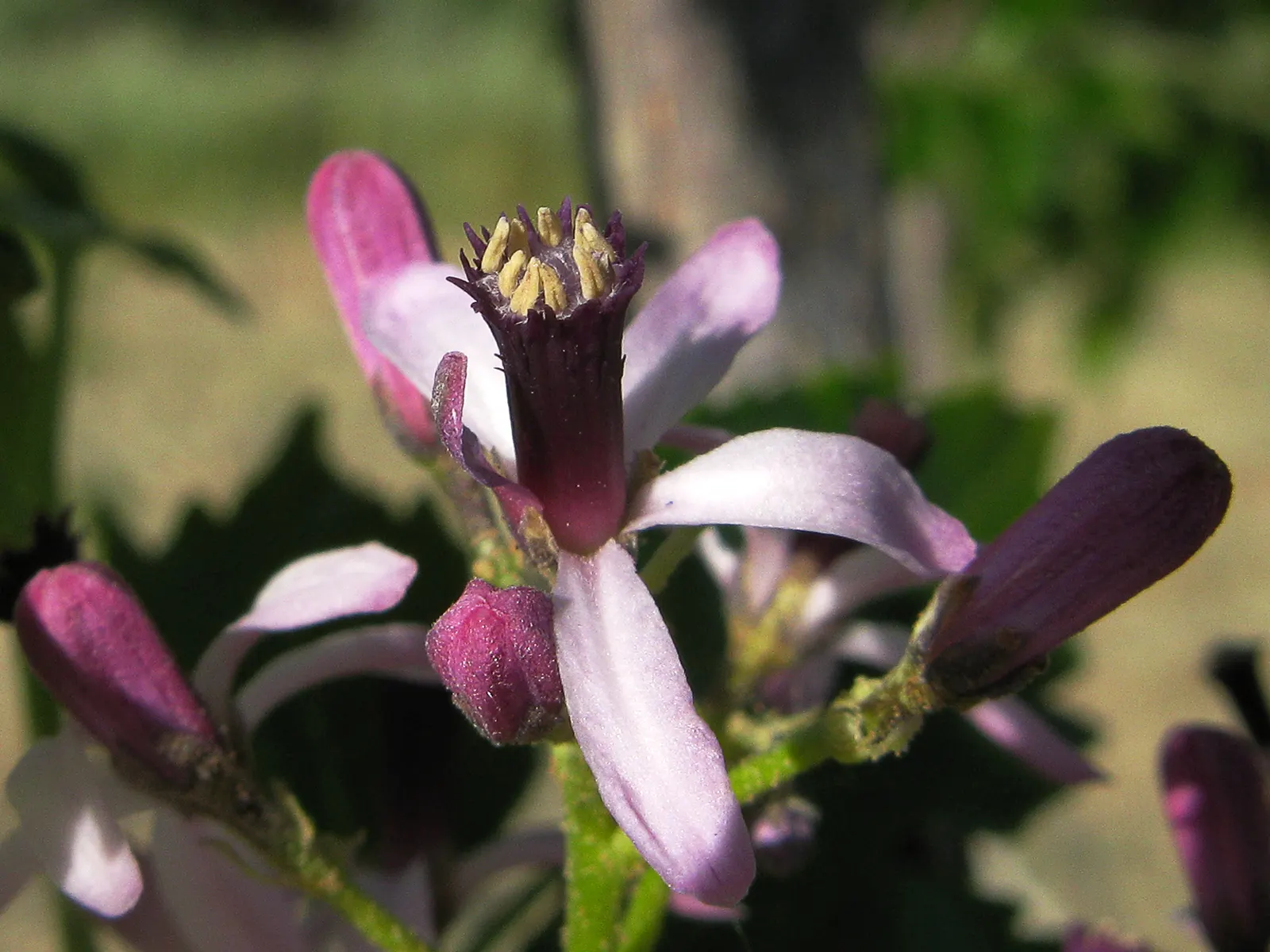 Chinaberry (Melia Azedarach) — consider its rapid growth rate and potential invasiveness in certain regions