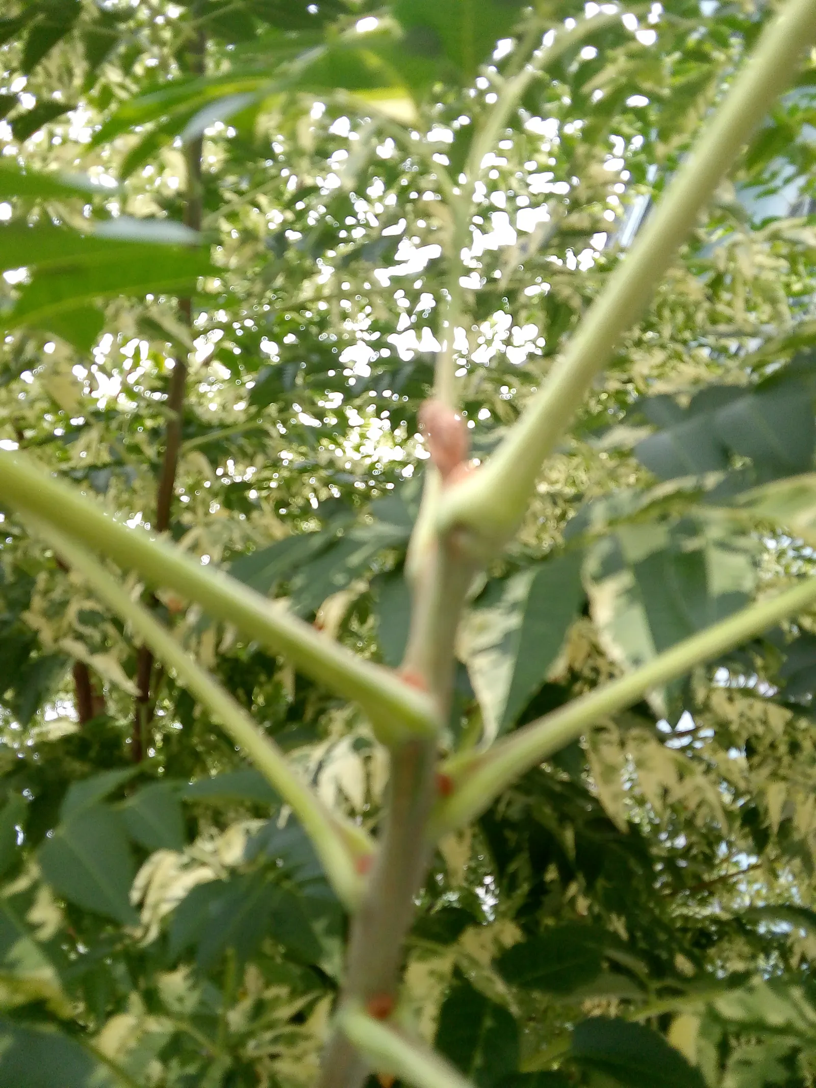 Chinaberry (Melia Azedarach) — It favors well-draining loam