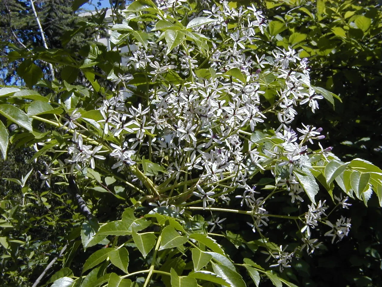 Chinaberry (Melia Azedarach) — the Chinaberry reaches a mature height between 30 to 50 feet; delicate, lace-like foliage offers dappled shade, image 80