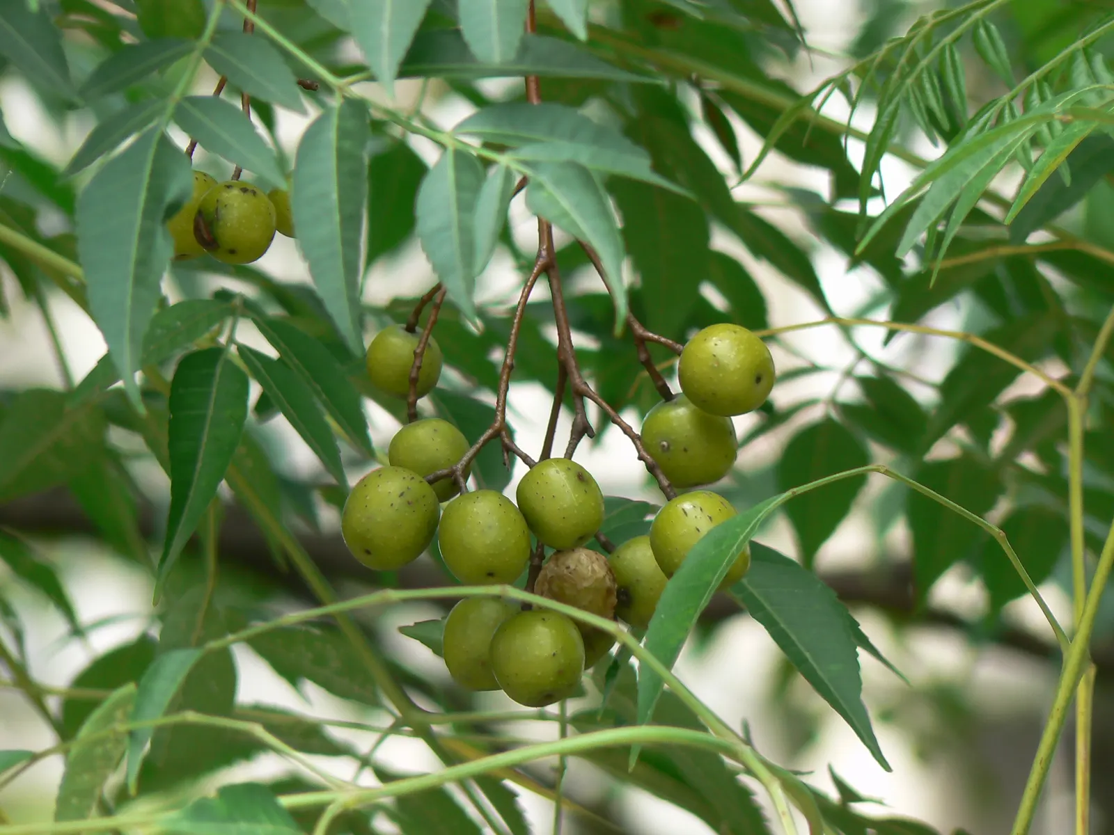 Chinaberry (Melia Azedarach) — scientifically known as Melia azedarach; melia azedarach prospers in full sun to partial shade, image 78