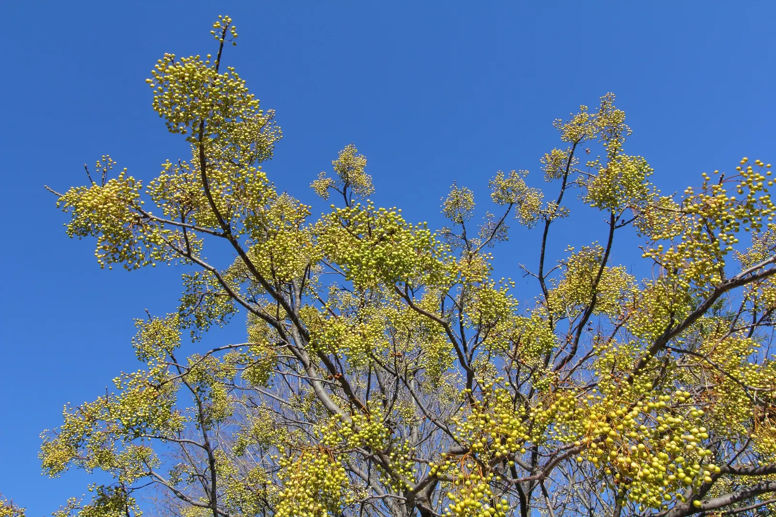 Chinaberry (Melia Azedarach) — with a spread of about the same; following the floral display, the Chinaberry produces distinctive yellow or, image 81