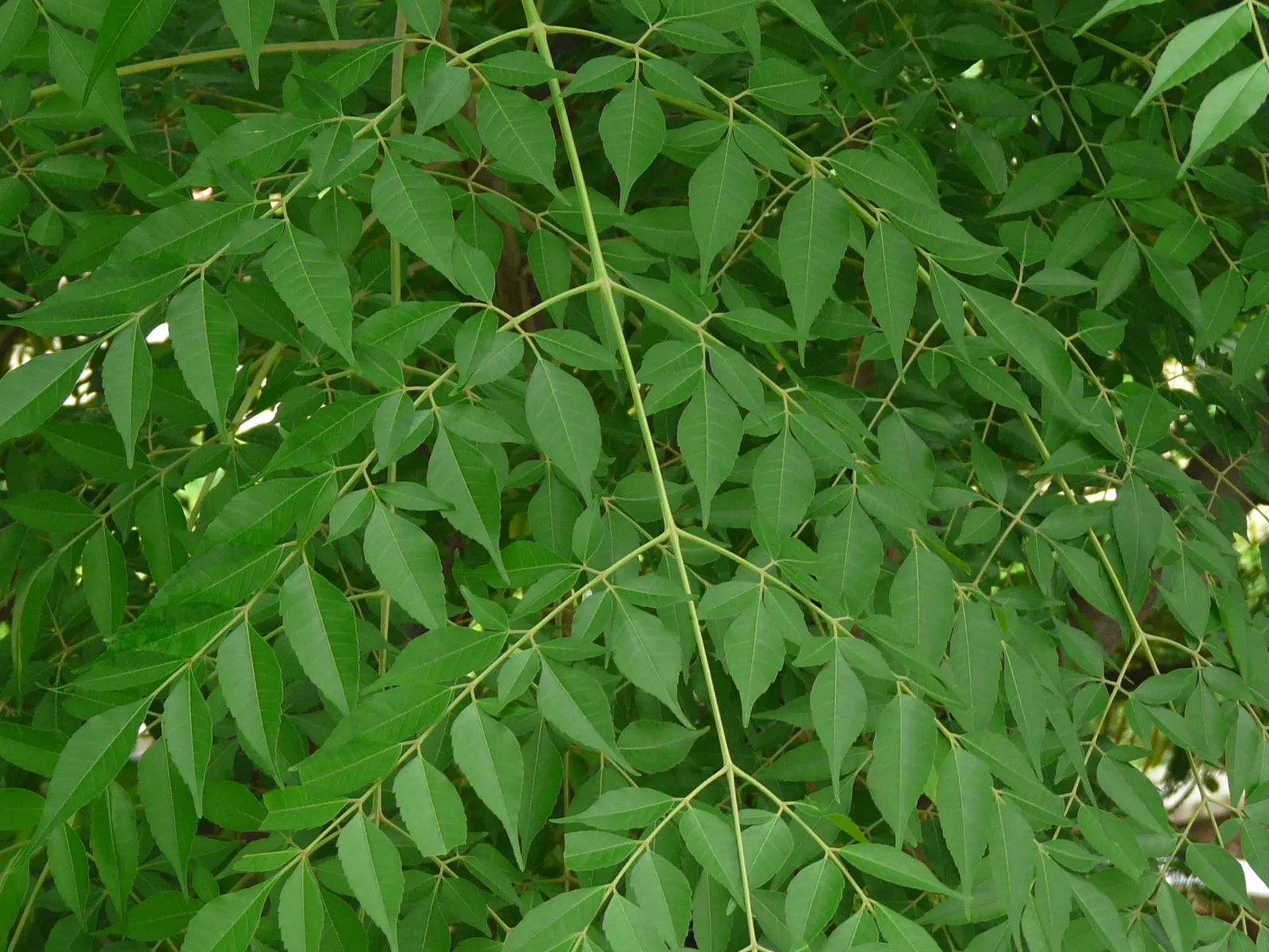 Chinaberry (Melia Azedarach) — Caution: parts are toxic if ingested; is a deciduous tree that reaches 30-50 feet in height with a spread of about, image 76