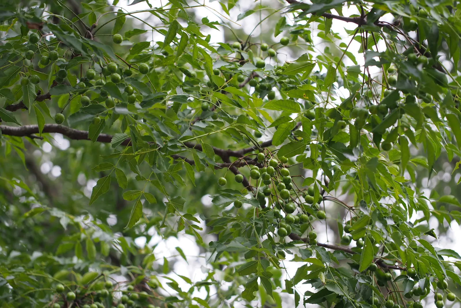 Chinaberry (Melia Azedarach) — Delicate, lace-like foliage offers dappled shade, ideal for enhancing urban landscapes and gardens; the Chinaberry reaches a