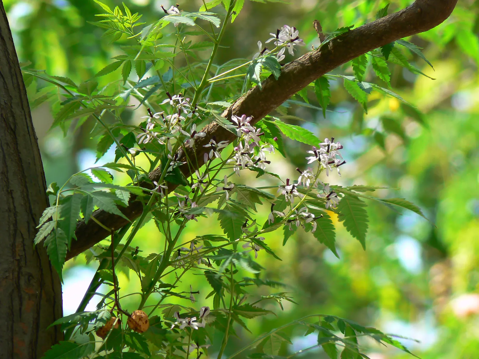 Chinaberry (Melia Azedarach) — Preferring full sun, it thrives in zones 7-11