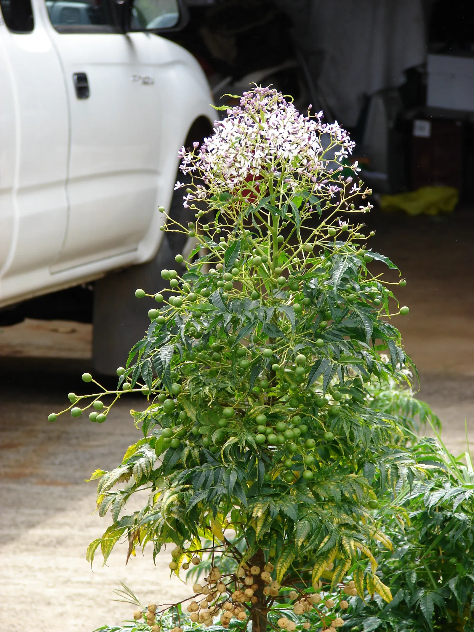 Chinaberry (Melia Azedarach) — fragrant lilac-colored flowers bloom in abundant clusters; consider its rapid growth rate and potential invasiveness, image 58