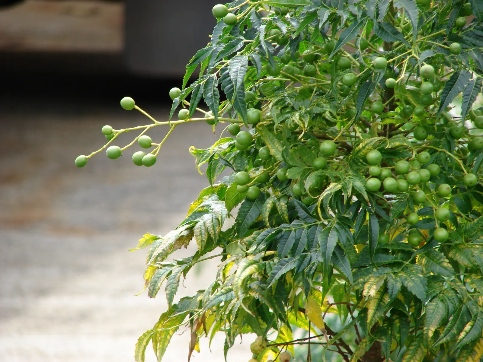 Chinaberry (Melia Azedarach) — scientifically known as Melia azedarach; melia azedarach prospers in full sun to partial shade, image 54