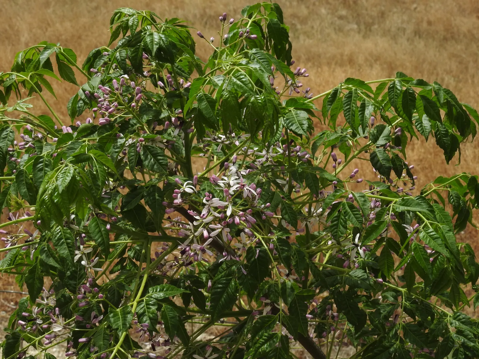 Chinaberry (Melia Azedarach) — Melia azedarach prospers in full sun to partial shade