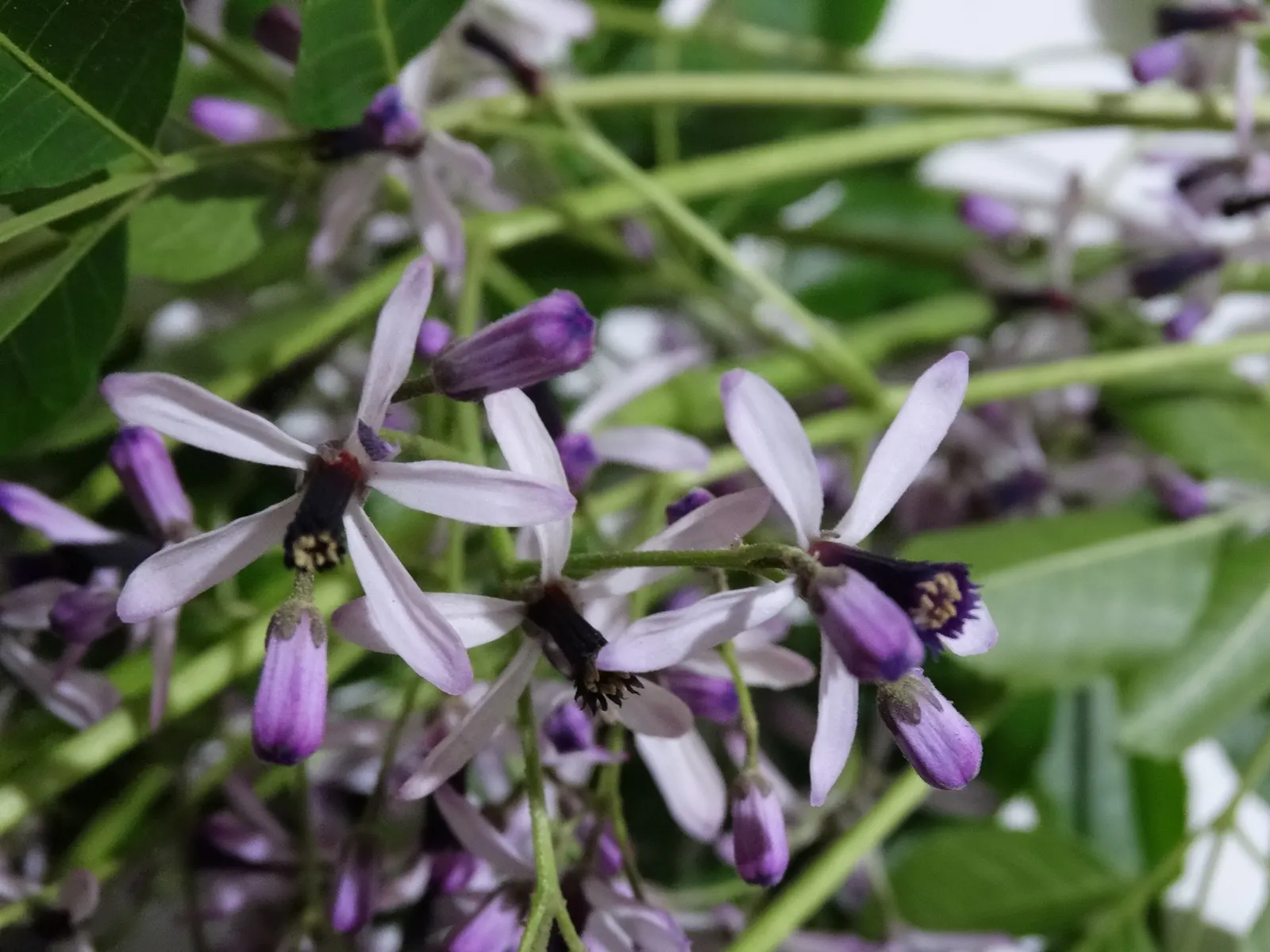 Chinaberry (Melia Azedarach) — Moreover, it's best placed where its fruit will not pose a hazard to children or pets; or sandy soils with moderate moisture