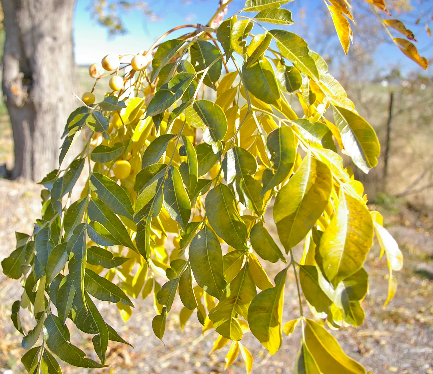 Chinaberry (Melia Azedarach) — the Chinaberry reaches a mature height between 30 to 50 feet; delicate, lace-like foliage offers dappled shade, image 56