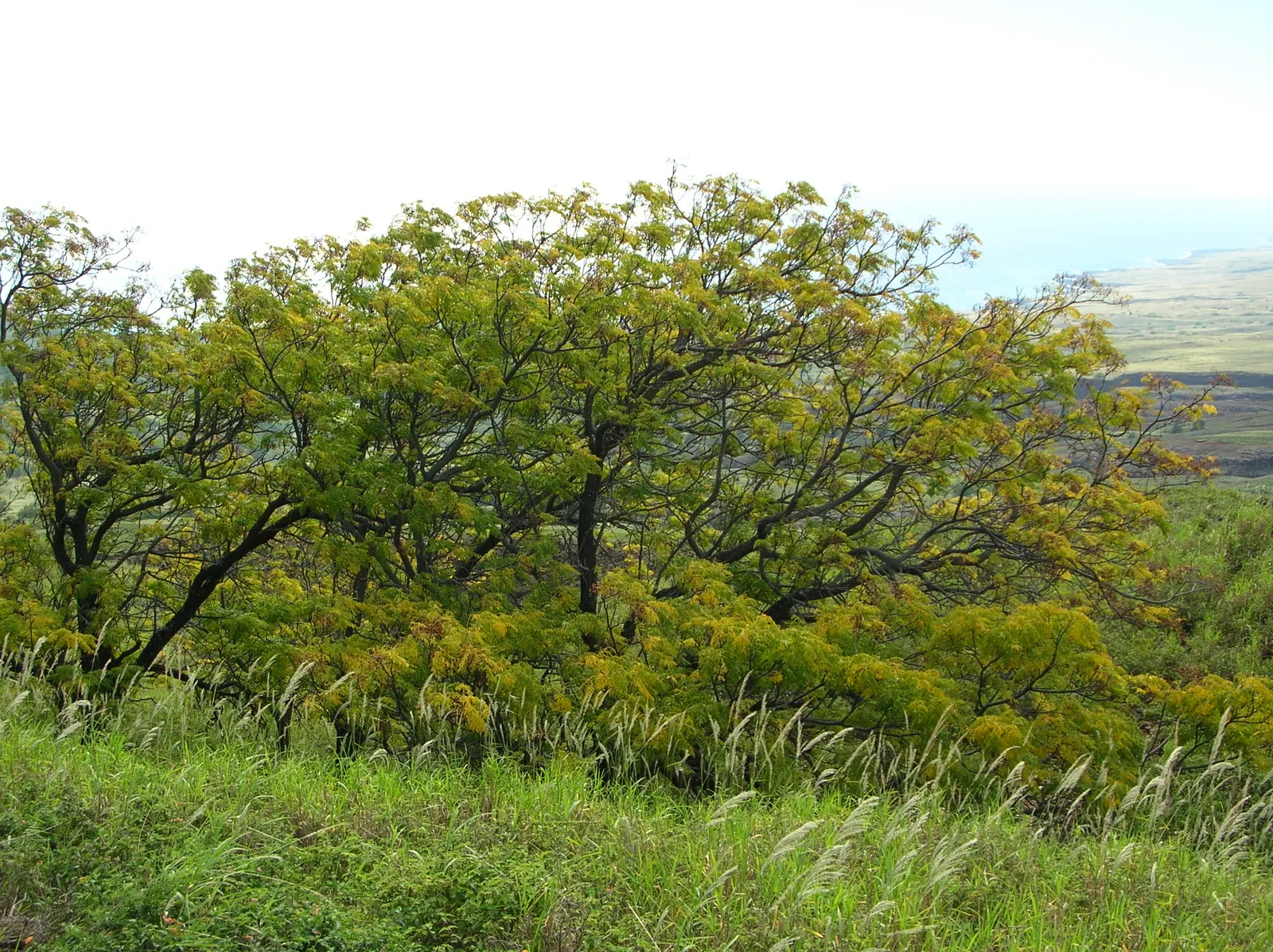 Chinaberry (Melia Azedarach) — as they are toxic to humans and many animals when ingested.<br><br>Adept in USDA hardiness zones 7 through 11