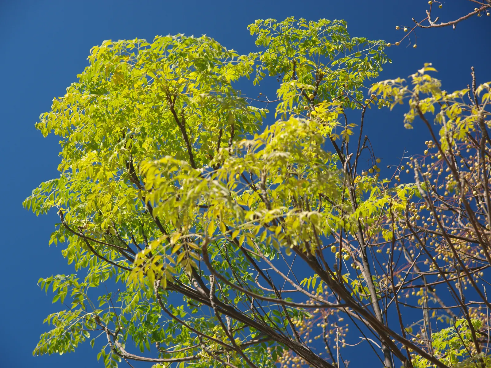 Chinaberry (Melia Azedarach) — the Chinaberry is a captivating choice for a central garden specimen or as part of a mixed border; as they are toxic to humans
