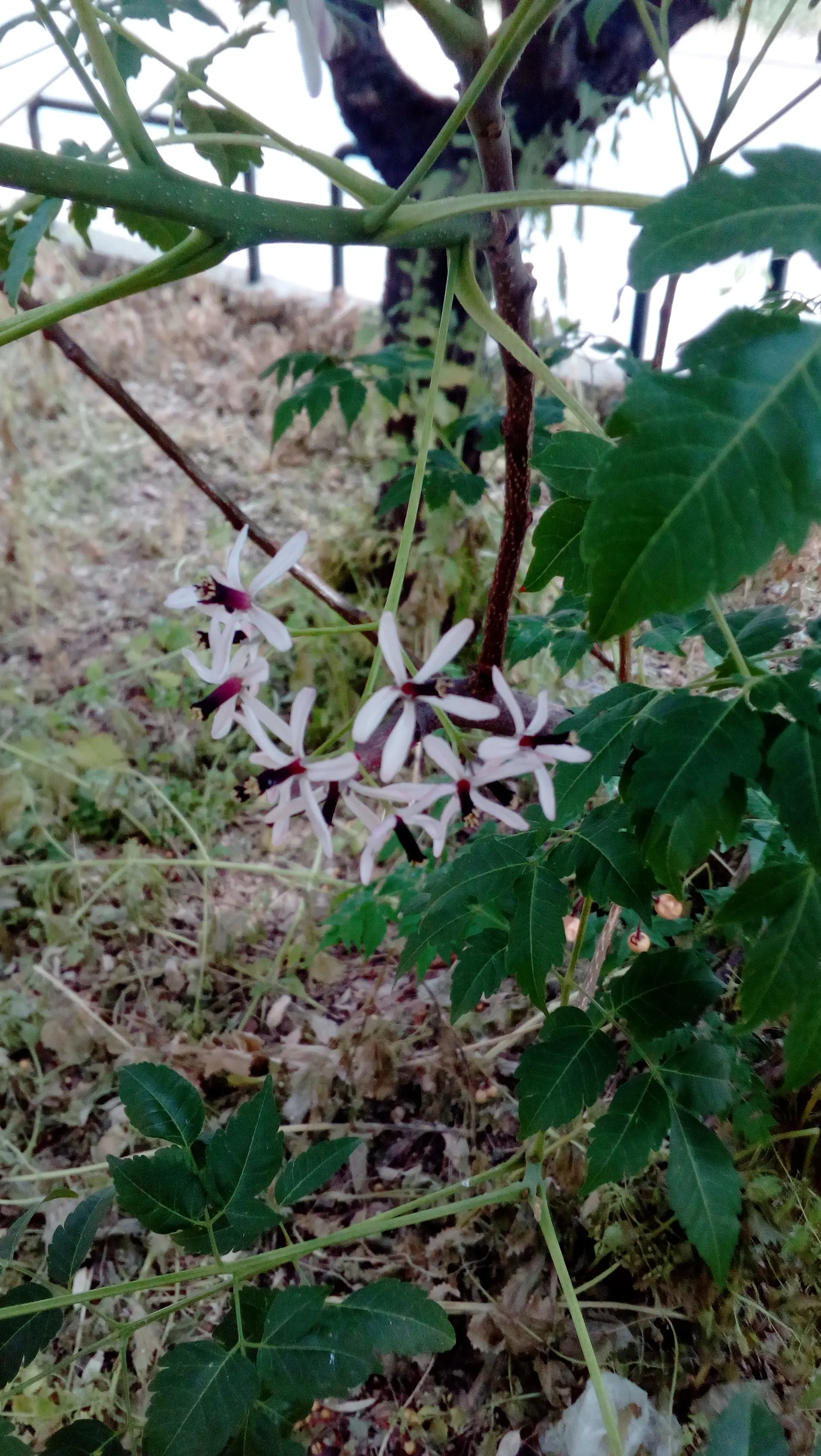Chinaberry (Melia Azedarach) — is a deciduous tree that reaches 30-50 feet in height with a spread of about 20-30 feet; caution: parts are toxic if, image 49