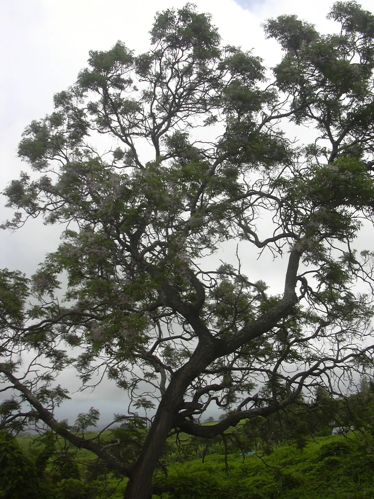 Chinaberry (Melia Azedarach) — Following the floral display, the Chinaberry produces distinctive yellow or amber-colored drupes; with a spread of, image 60