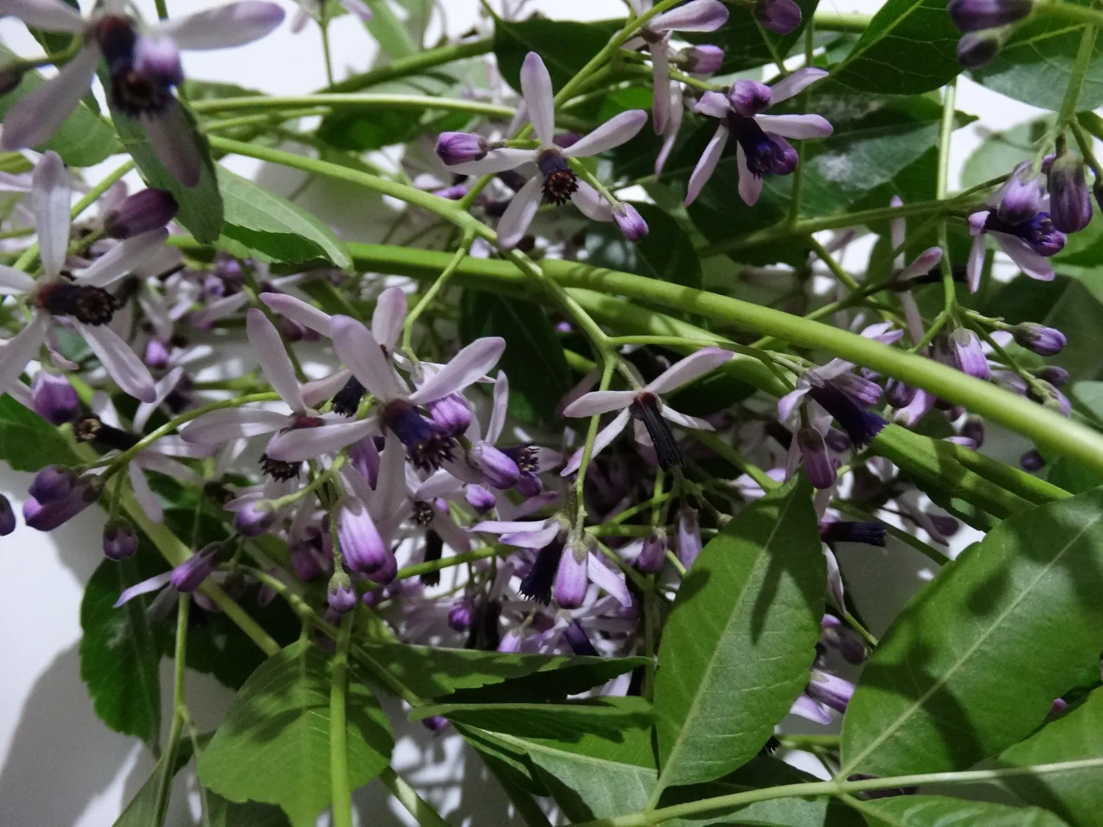 Chinaberry (Melia Azedarach) — tree for full or half; regular pruning may be necessary to maintain a desired form and manage its somewhat brittle branches