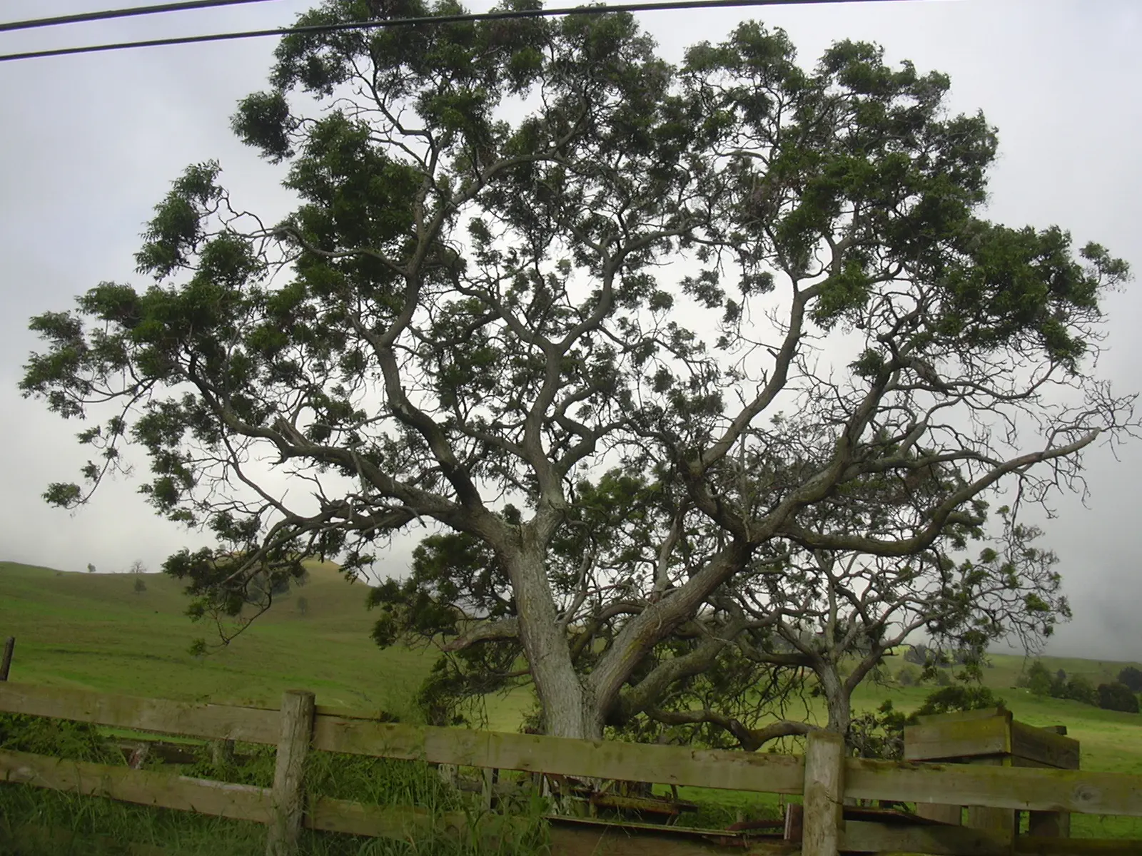 Chinaberry (Melia Azedarach) — with a spread of about the same; following the floral display, the Chinaberry produces distinctive yellow or, image 57