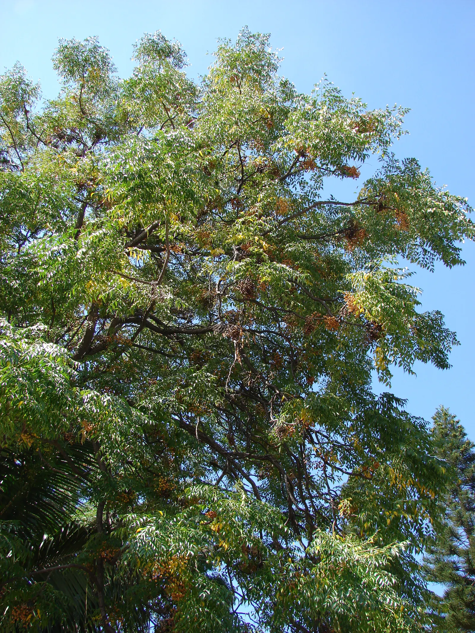 Chinaberry (Melia Azedarach) — fragrant lilac-colored flowers bloom in abundant clusters