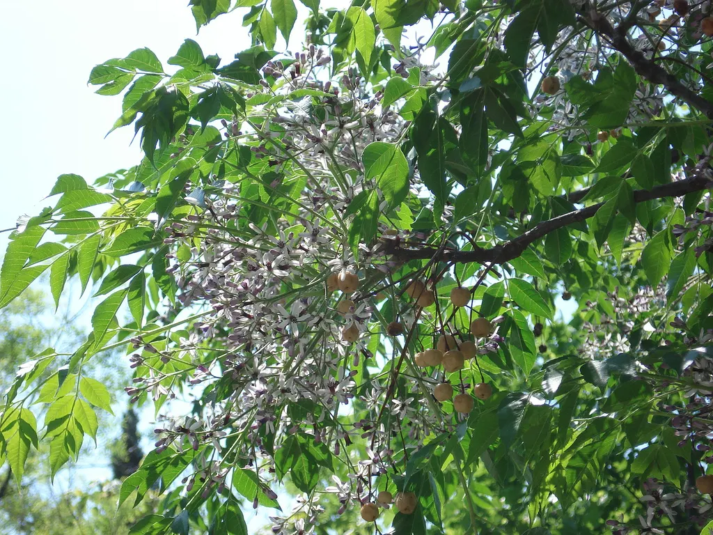 Chinaberry (Melia Azedarach) — attracting a variety of pollinators to the landscape