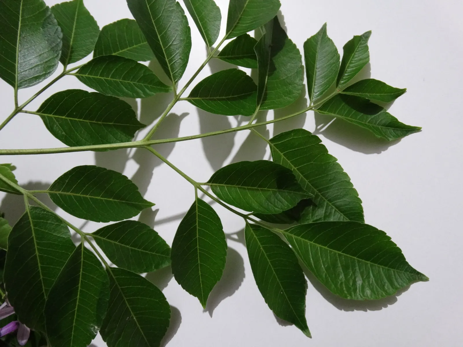 Chinaberry (Melia Azedarach) — Regular pruning may be necessary to maintain a desired form and manage its somewhat brittle branches; tree for full or half
