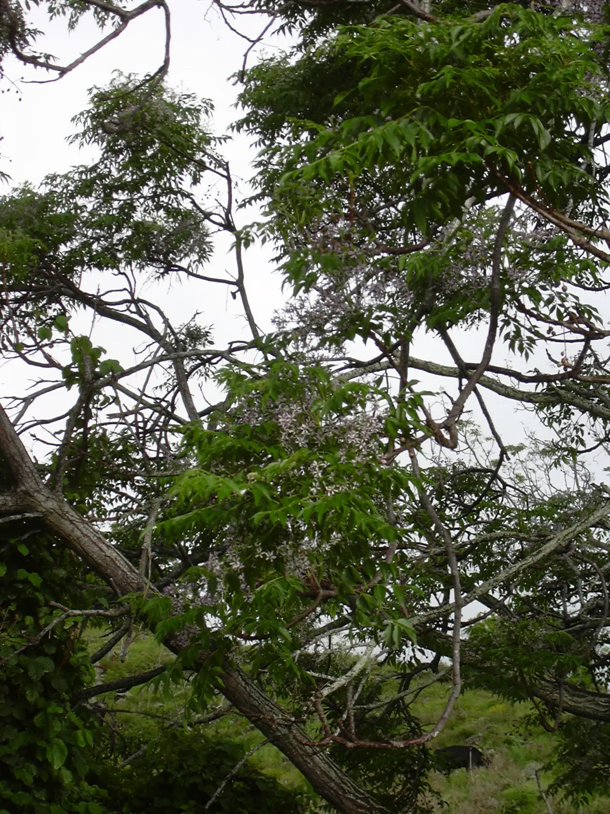 Chinaberry (Melia Azedarach) — Following the floral display, the Chinaberry produces distinctive yellow or amber-colored drupes
