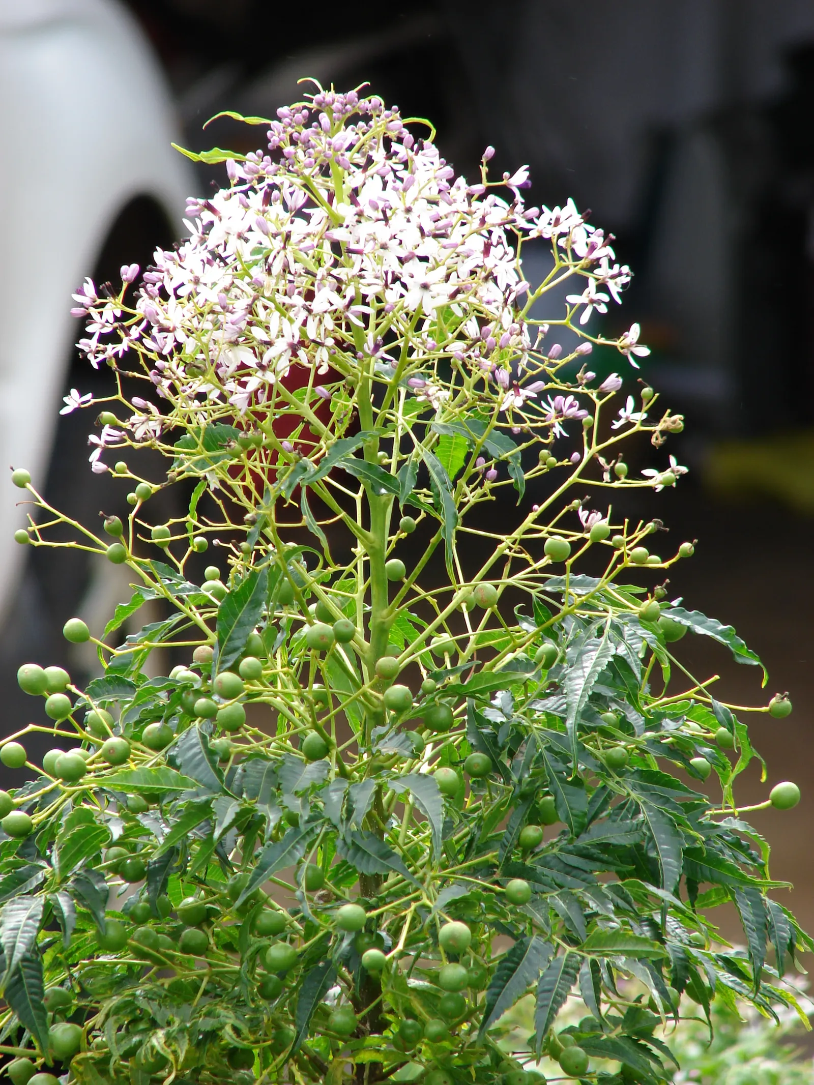 Chinaberry (Melia Azedarach) — attracting a variety of pollinators to the landscape; it boasts fragrant lilac blossoms in spring, followed by yellow, image 59